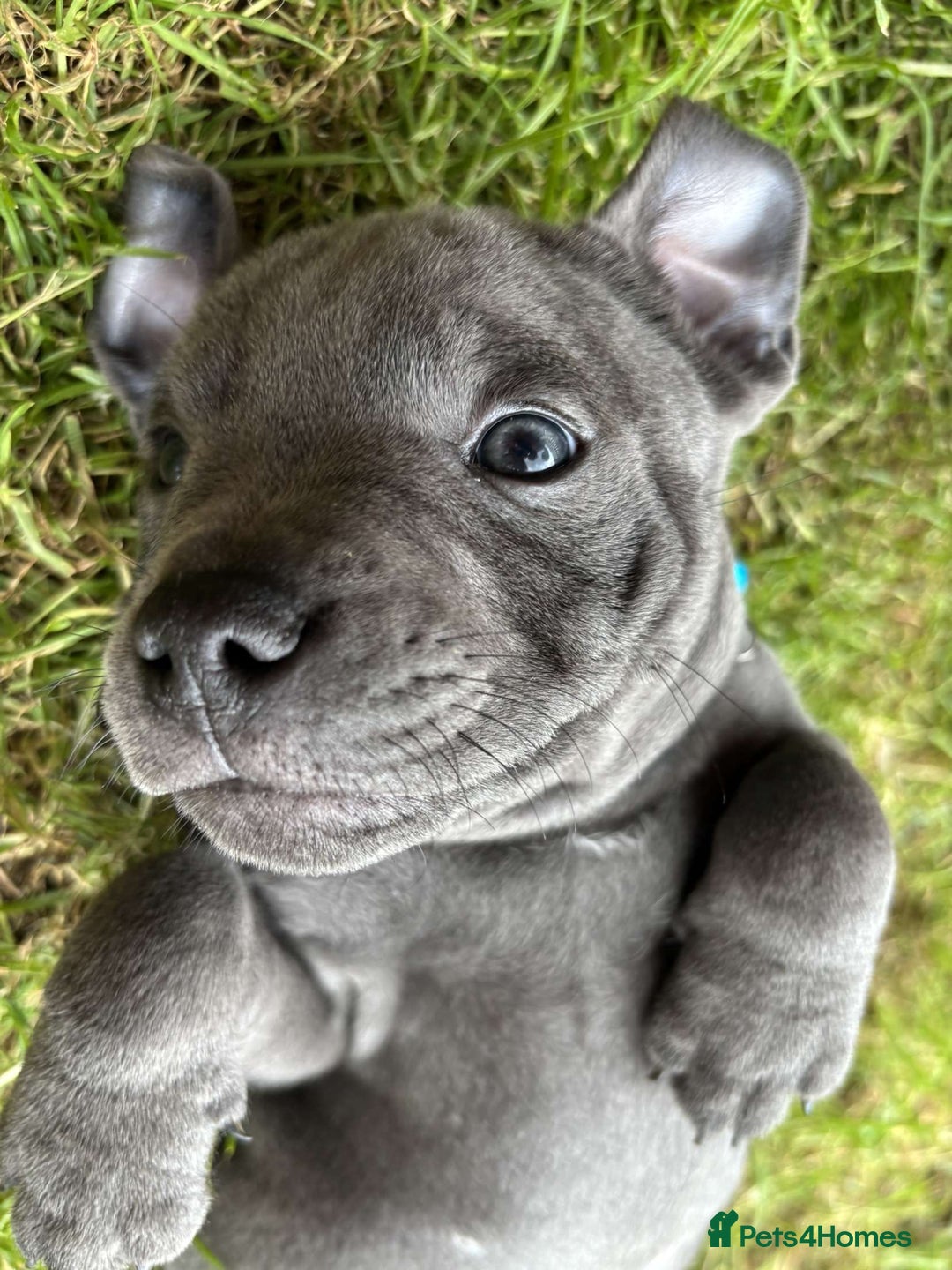 Staffordshire Bull Terrier dogs for sale: 💥READY TO LEAVE NOW 💥 PURE BLUE STAFFS PUPS🩵 in Barnsley - Image 30