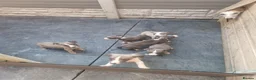 Whippet dogs for sale: Whippet pups  - Advert 16