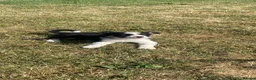 Border Collie dogs for sale: Blue and black white collies  in Newtown - Advert 2