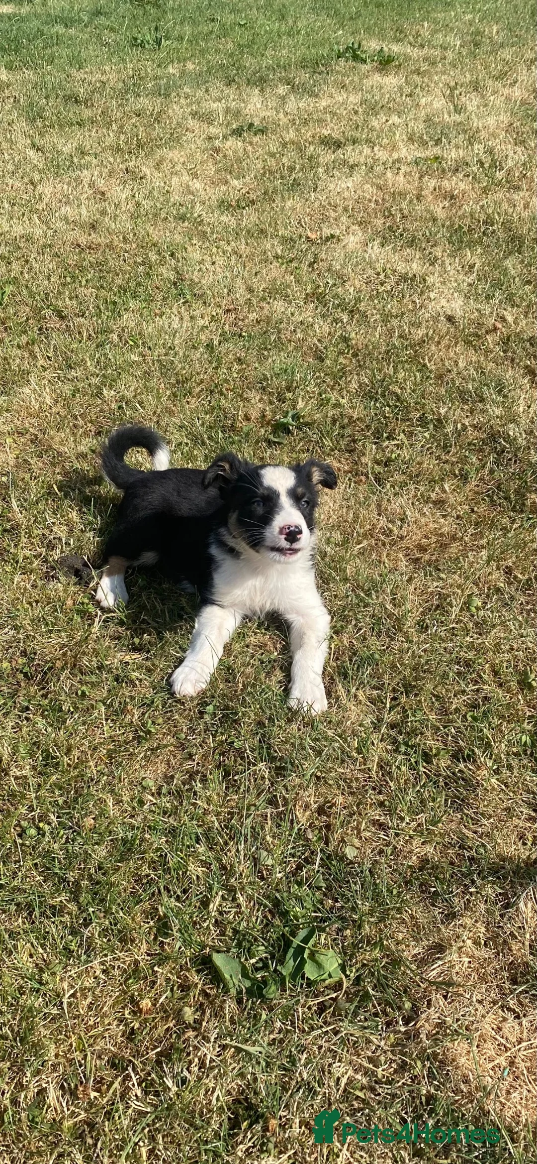 Border Collie dogs for sale: Blue and black white collies  in Newtown - Advert 2
