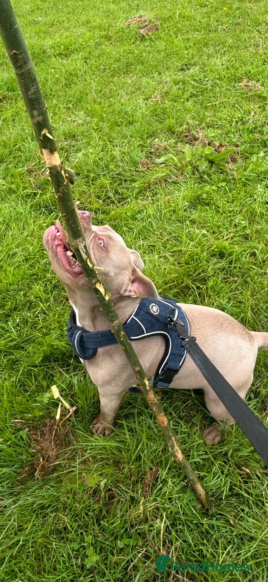 American Bully dogs for sale: BEAUTIFUL POCKET BULLY - Image 2