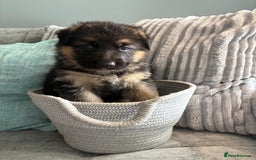 German Shepherd dogs for sale: Only 1 boy left Kc German Shepherd Puppies in Canvey Island - Image 19