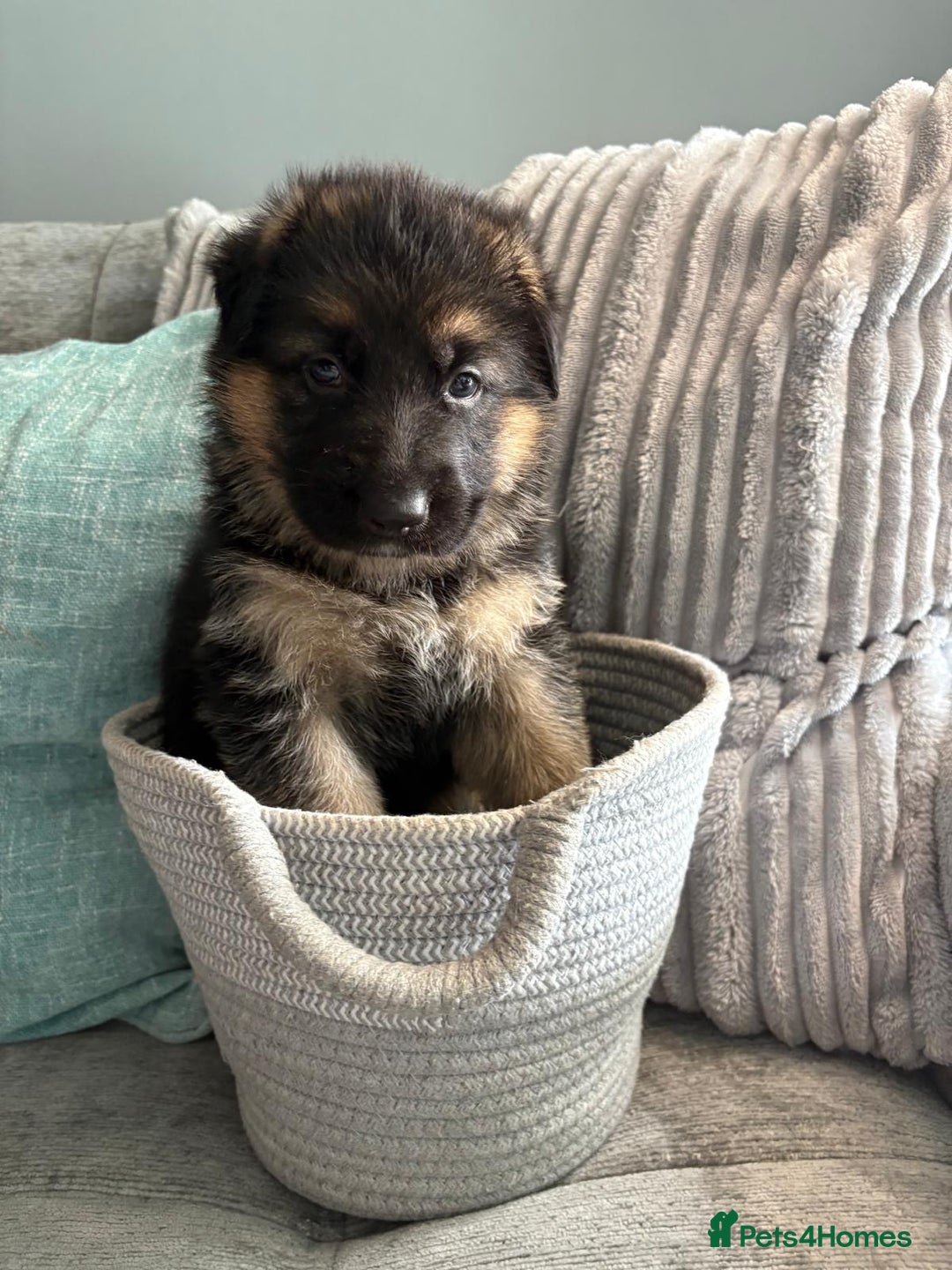 German Shepherd dogs for sale: Only 1 boy left Kc German Shepherd Puppies in Canvey Island - Image 19