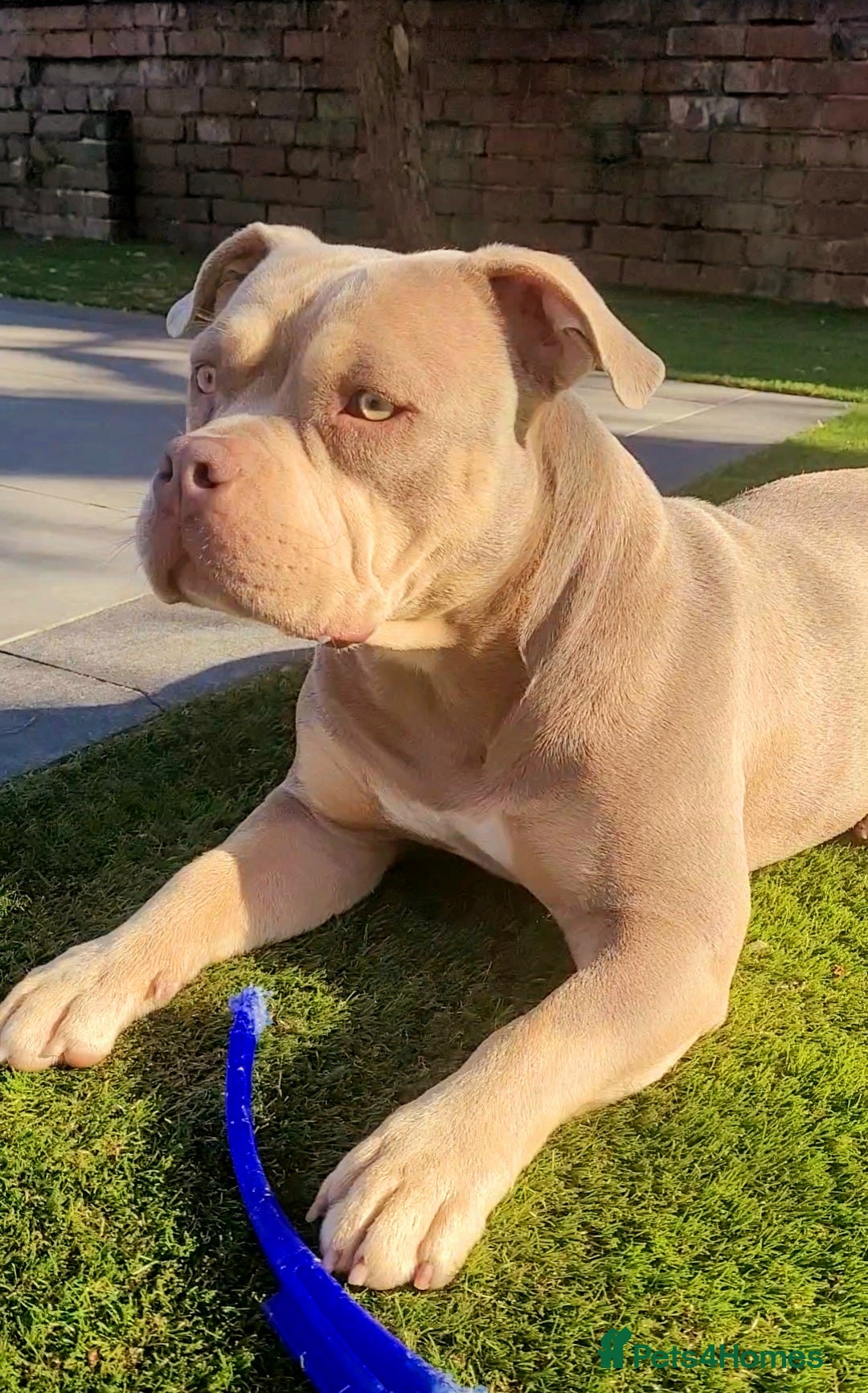 American Bully dogs Jasmine (Jaz) 3 year old female pocket bully  - Advert 1