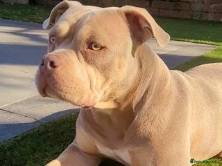 American Bully dogs Jasmine (Jaz) 3 year old female pocket bully - Advert 1
