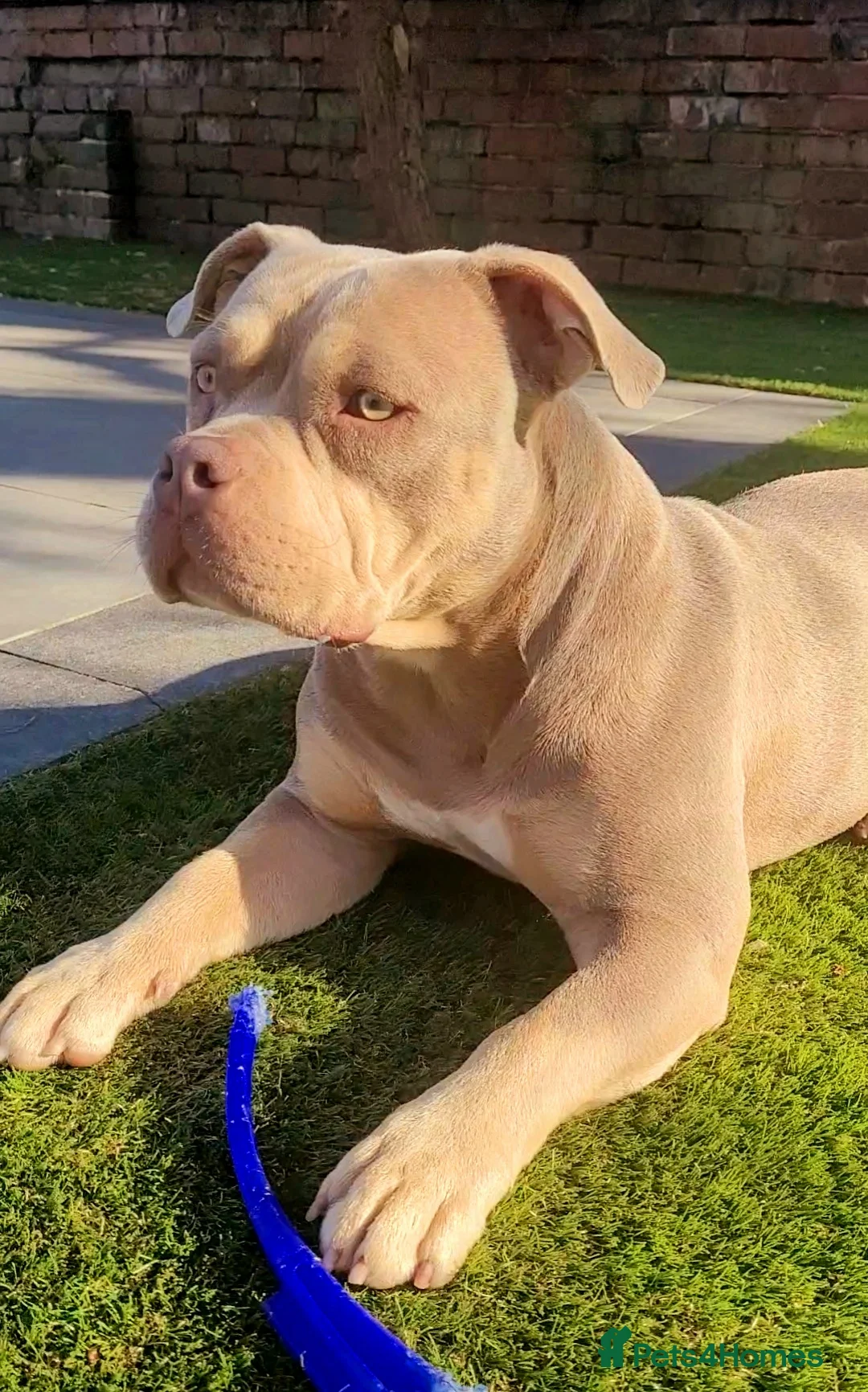 American Bully dogs for sale: Jasmine (Jaz) 3 year old female pocket bully  - Advert 1