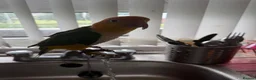 Parrots birds for sale: White bellied caique - Advert 7