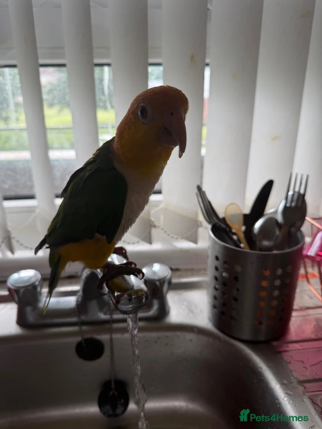 Parrots birds for sale: White bellied caique - Advert 7