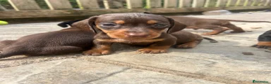 Miniature Dachshund 3