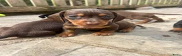 Miniature Dachshund dogs for sale: 3 left in Somerset, ready next week!  in Watchet - Advert 6
