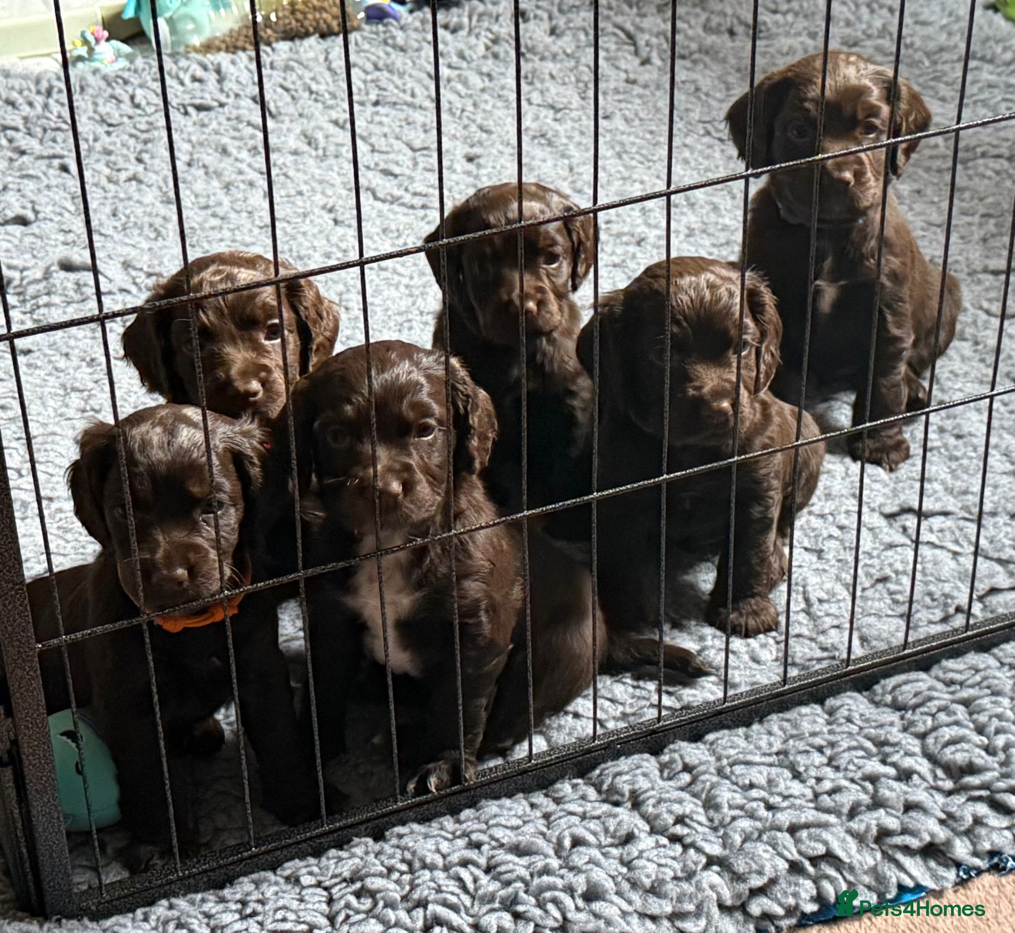 Cocker Spaniel dogs Working Cocker Spaniel Puppies - Advert 13