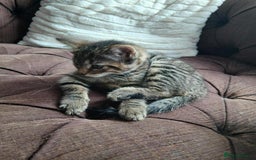 Mixed Breed cats for sale: Adorable kitty  - Image 3