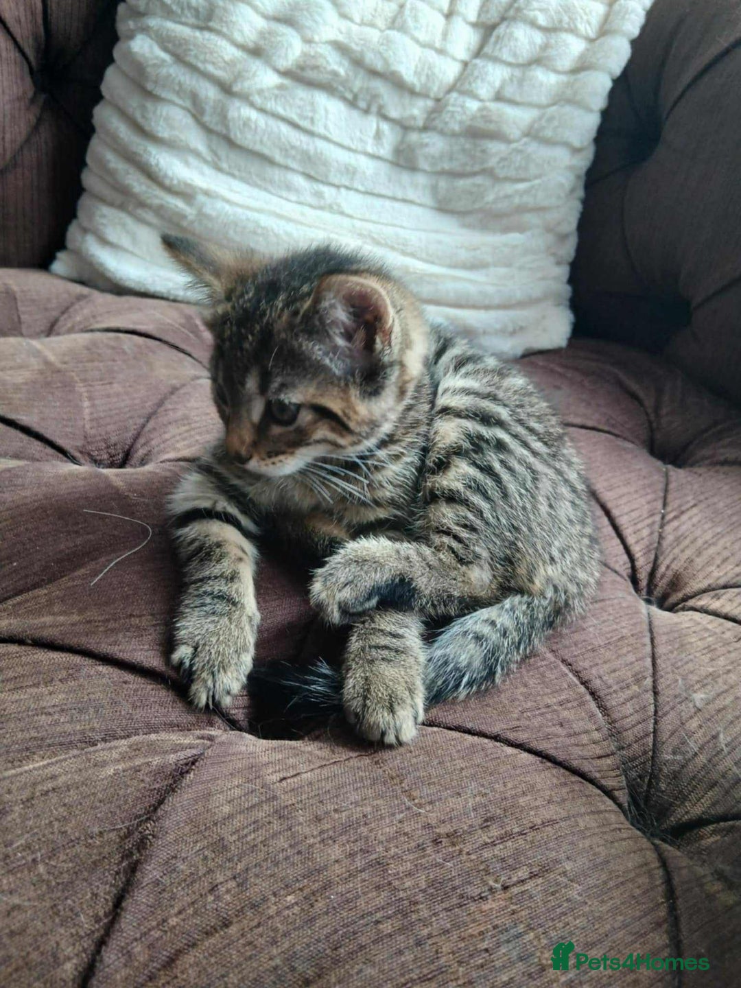 Mixed Breed cats for sale: Adorable kitty  - Image 3