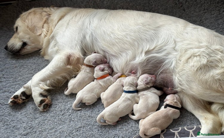 Golden Retriever dogs - Advert 5