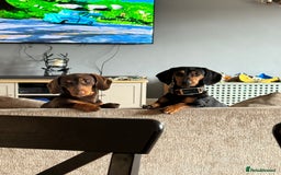 Miniature Dachshund dogs for sale: Beautiful miniature dachshund puppies - Image 8