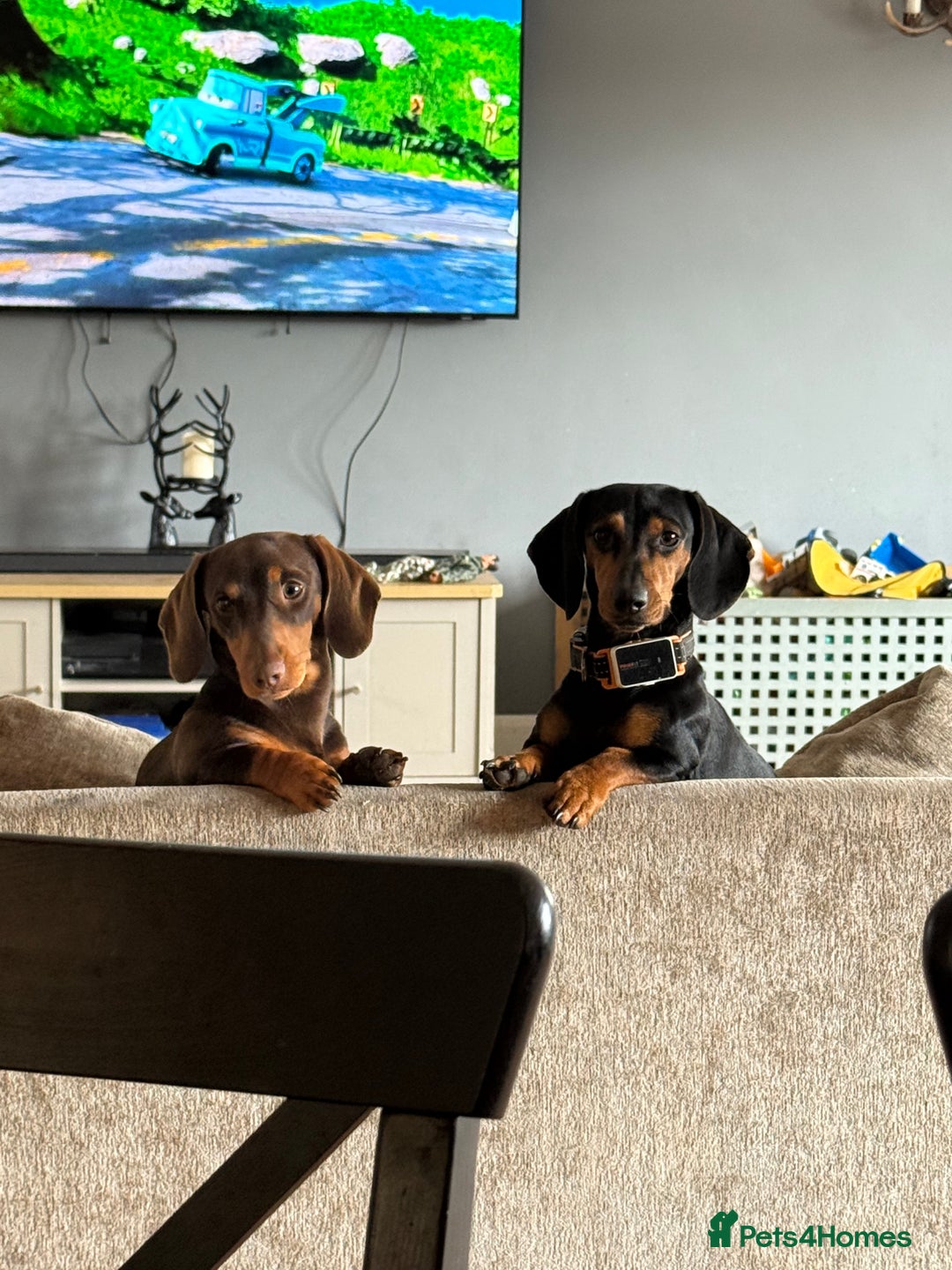 Miniature Dachshund dogs for sale: Beautiful miniature dachshund puppies - Image 8