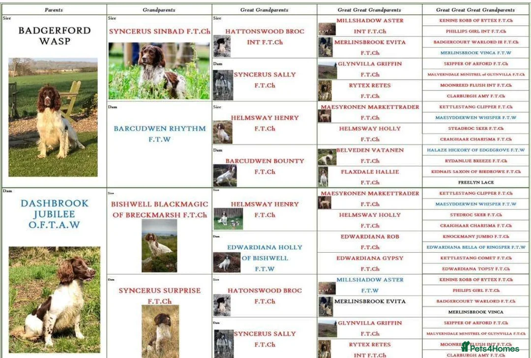 English Springer Spaniel dogs for stud: Fully Health Tested Exceptionally bred ESS Stud in Rye - Advert 13