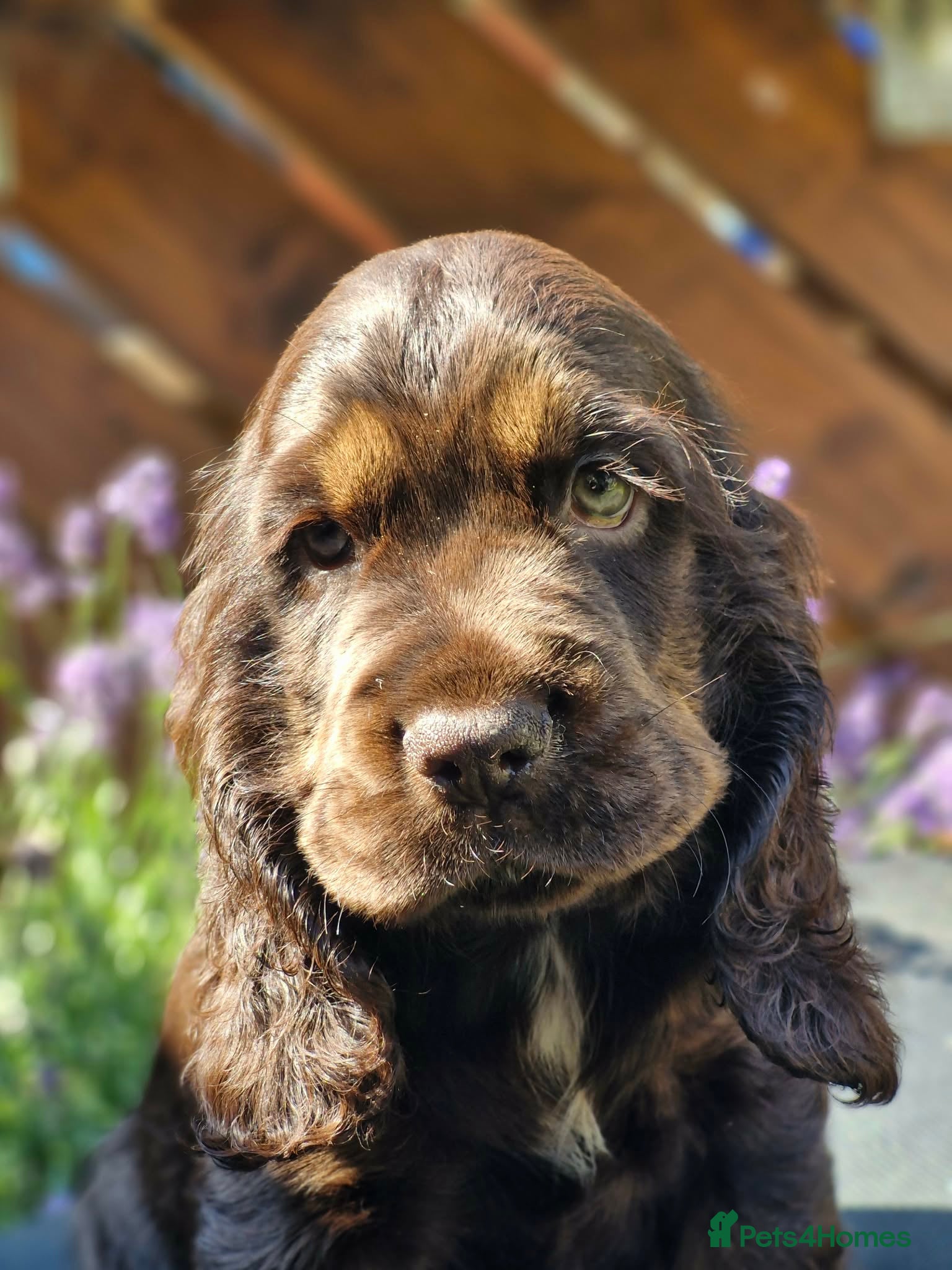 Cocker Spaniel dogs Lovely show Cocker spaniel puppies 🐶  - Advert 5