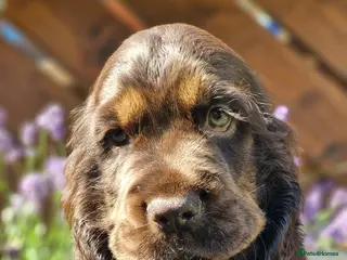 Cocker Spaniel dogs Lovely show Cocker spaniel puppies 🐶 - Advert 2