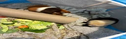 Guinea Pig rodents for sale: X2 Gorgeous Pair of Male Guinea Pigs in Leicester - Advert 3