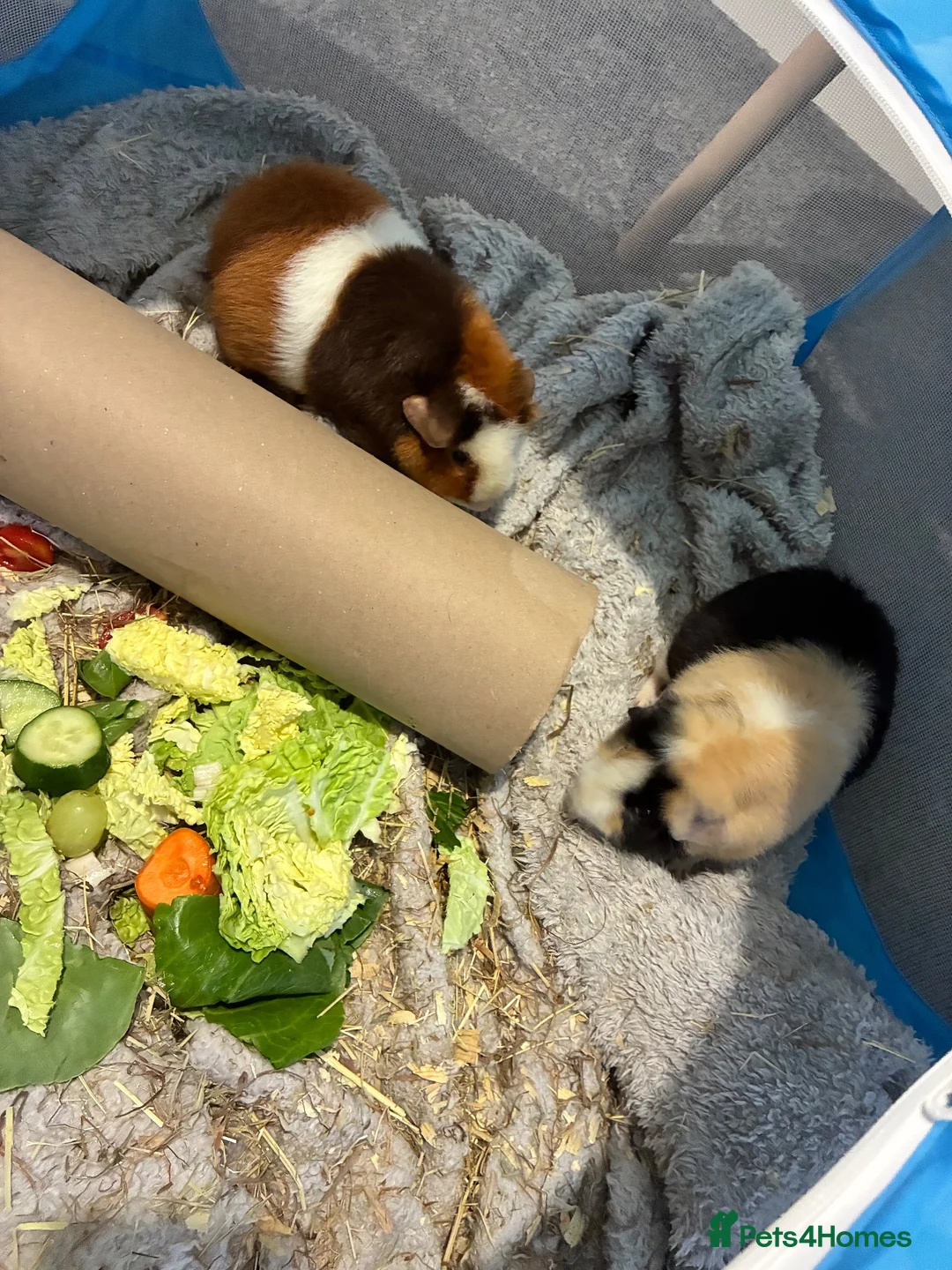 Guinea Pig rodents for sale: X2 Gorgeous Pair of Male Guinea Pigs in Leicester - Advert 3