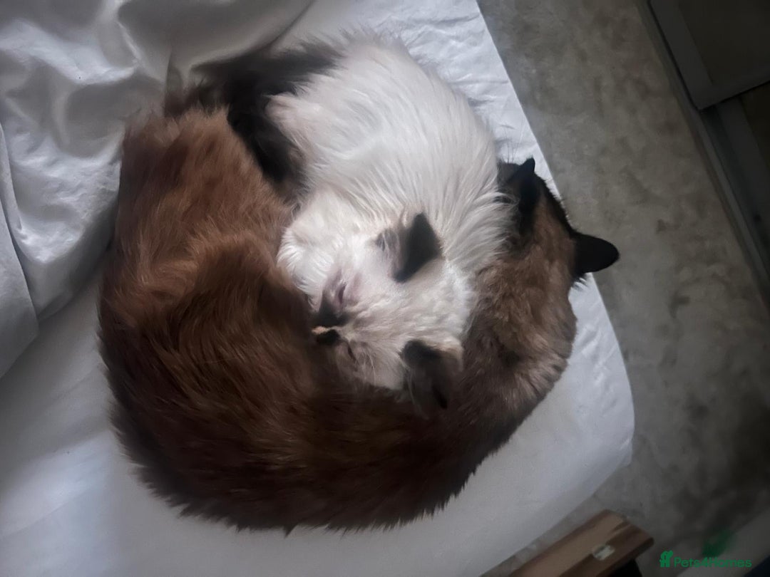 Ragdoll cats for sale: Cute ragdoll kitten - last girl left - Advert 6