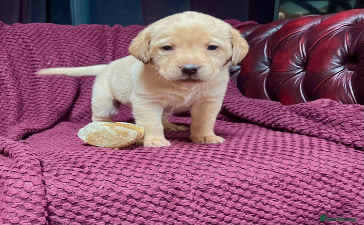 Labrador Retriever dogs - Advert 7