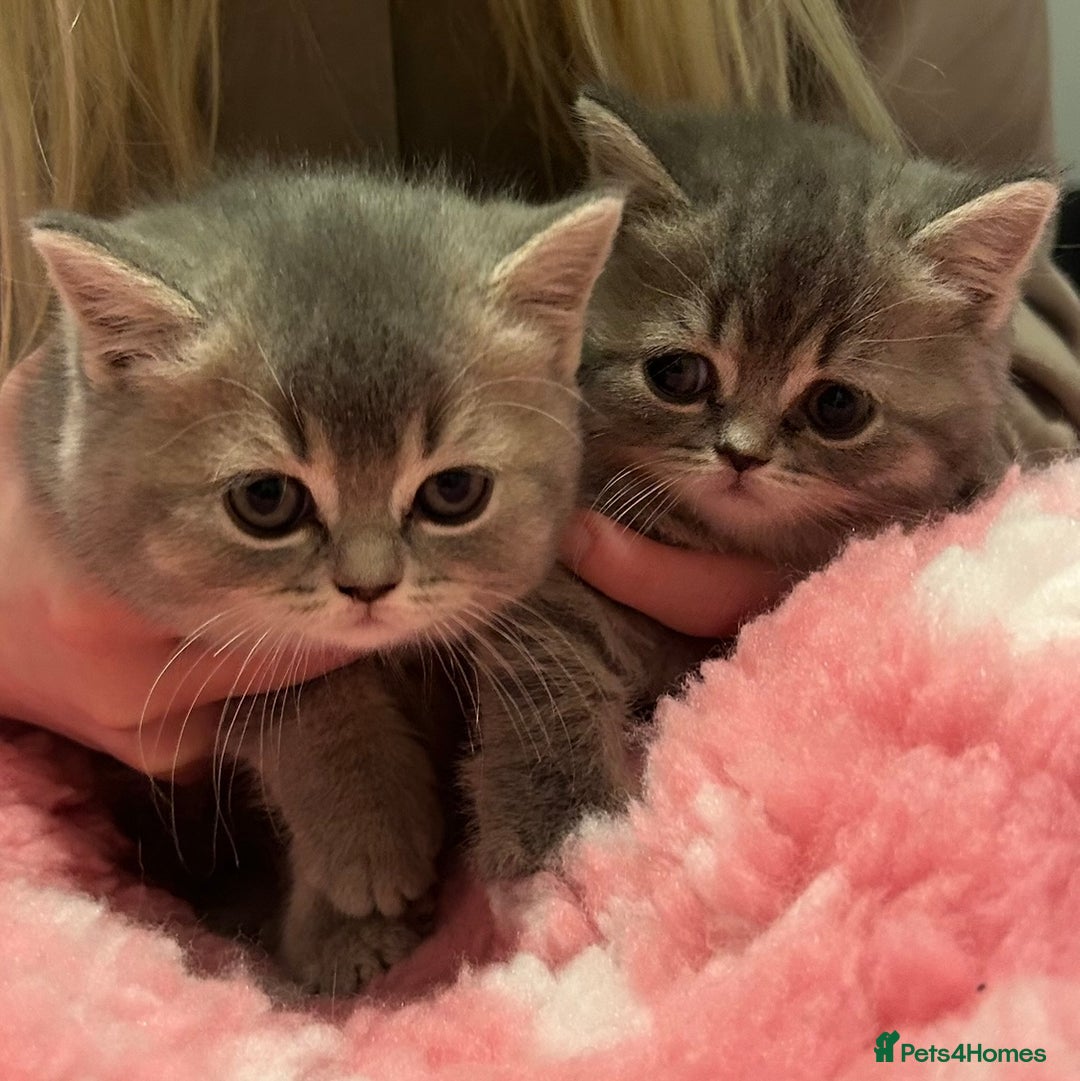British Shorthair cats for sale: Beautiful British Shorthair kittens  - Advert 17