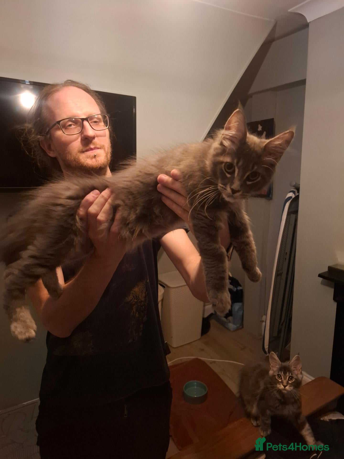 Maine Coon cats TICA registered Maine coon boy - Advert 2