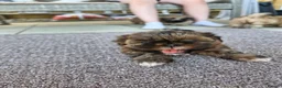 Shih Tzu dogs for sale: Shih-tzu puppy's for sale  - Advert 31