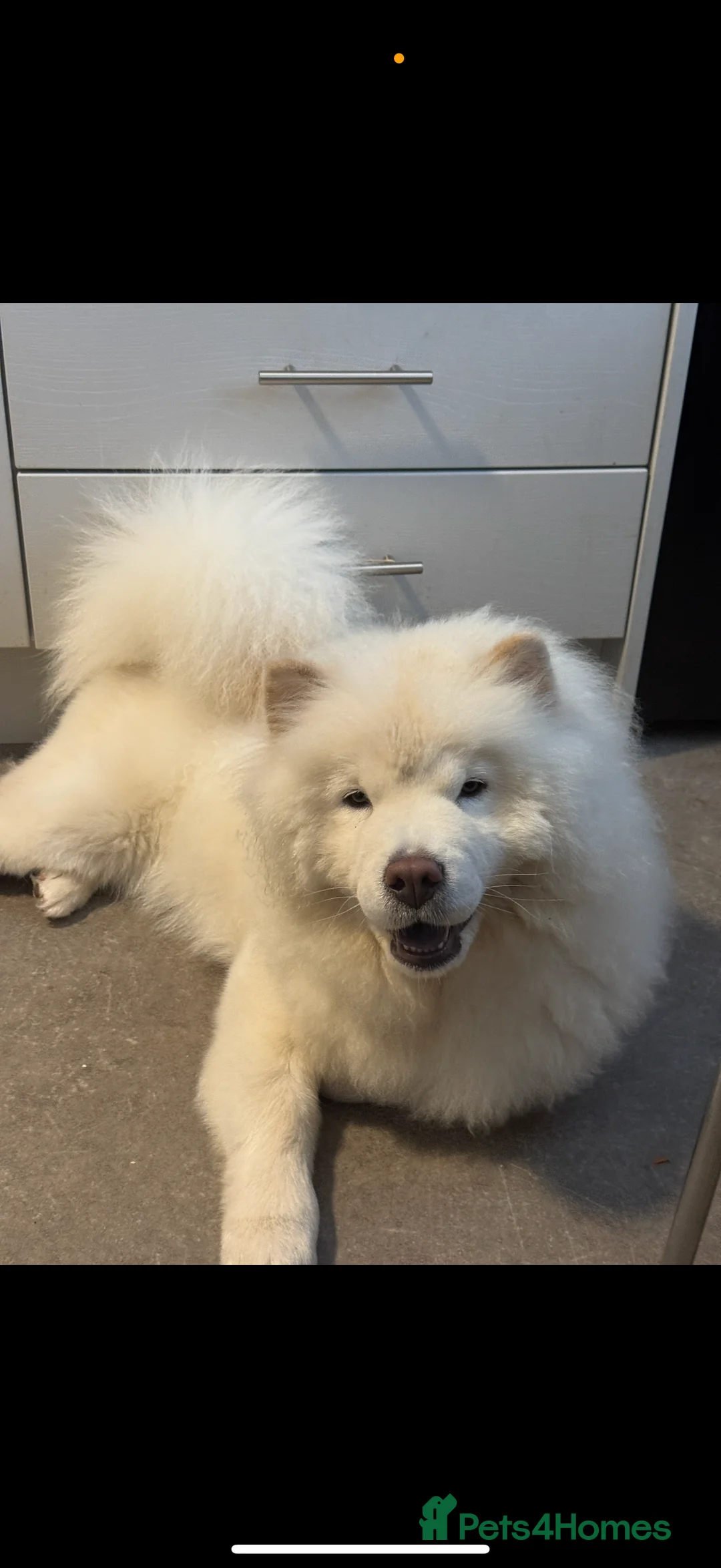 Chow Chow dogs for sale: Loving ChowChow Looking for a New Home - Advert 2