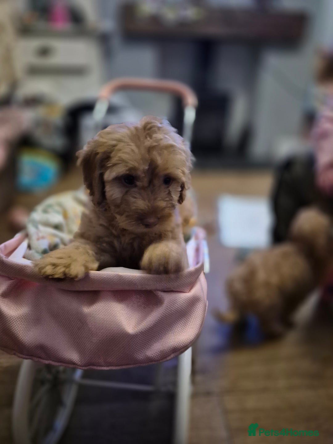 Cockapoo dogs for sale: ***BEAUTIFUL F1B COCKAPOOS*** - Advert 16