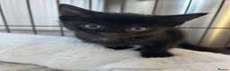 Mixed Breed cats for sale: Kittens  - Advert 5