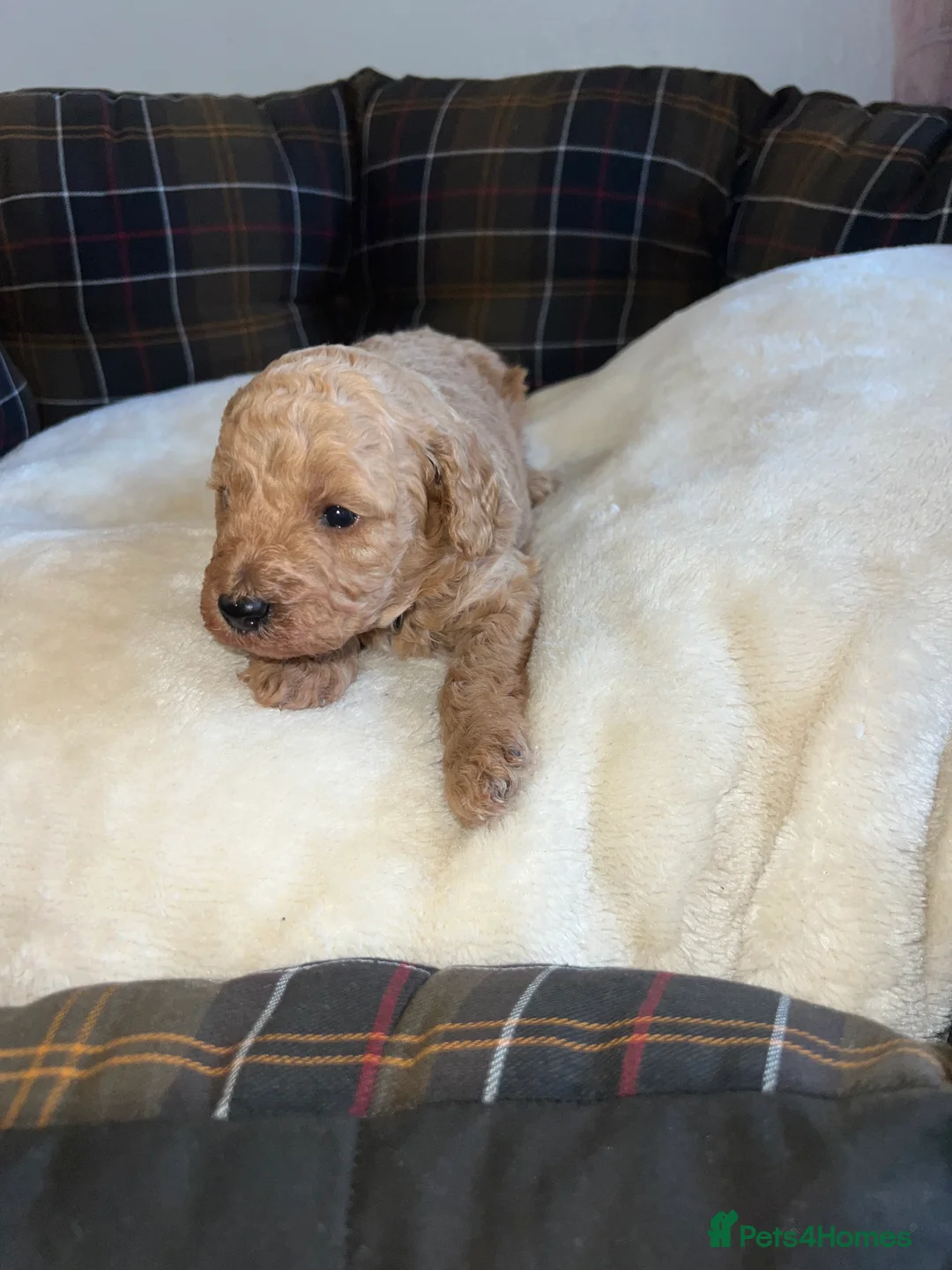 Poodle dogs for sale: 🐶🐶🐶TOY POODLES for sale🐶🐶🐶 - Advert 32