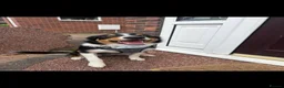 Border Collie dogs for sale: Border collie pup - Advert 2