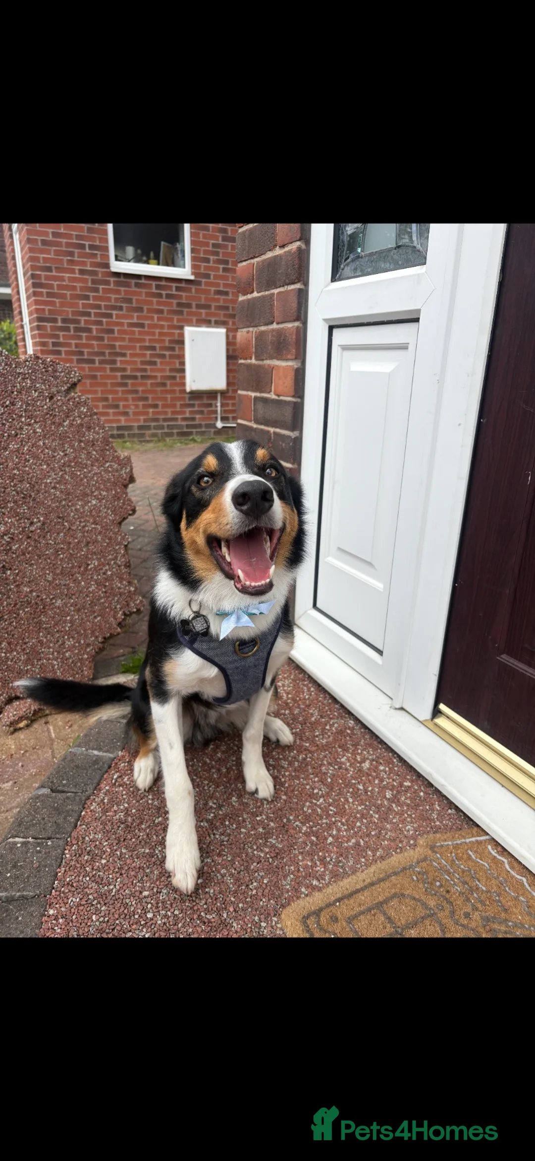 Border Collie dogs for sale: Border collie pup - Advert 2