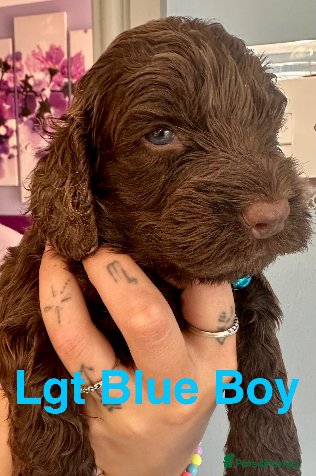 Cockapoo dogs for sale: Beautiful Teddy Bear F1 Cockapoo Merle puppies - Image 16