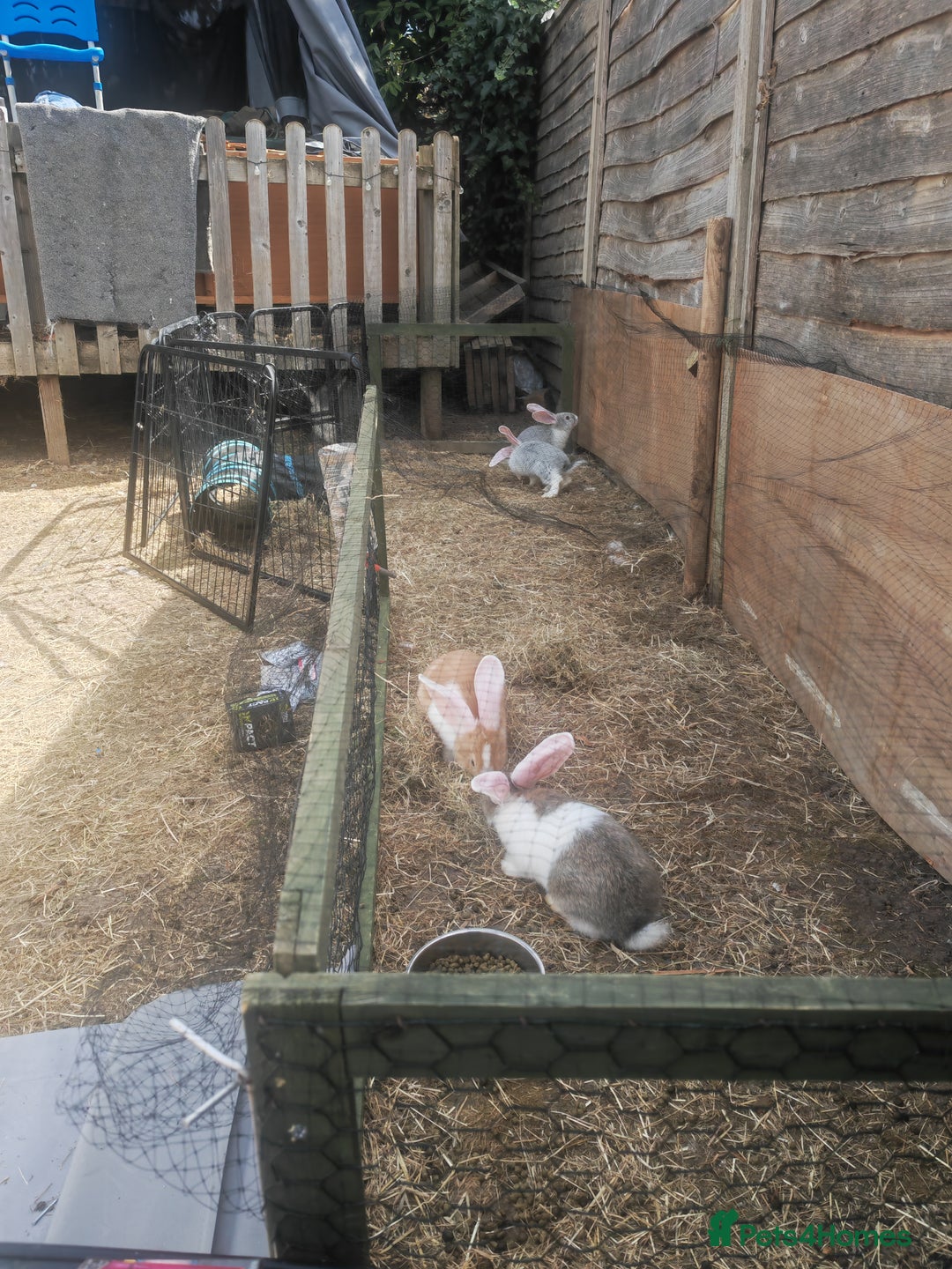 Flemish rabbits for sale: Pure flemish  - Image 2