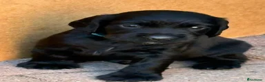 Cocker Spaniel 3