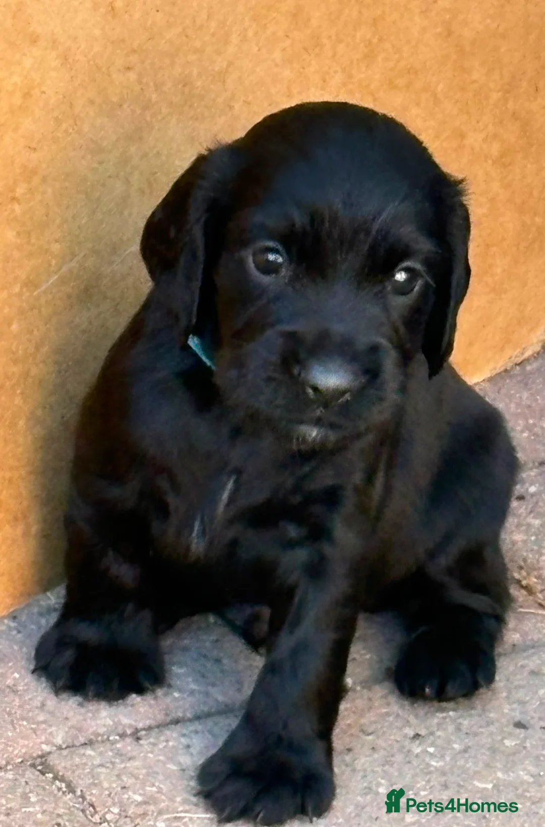 Cocker Spaniel dogs for sale: Kc registered working cocker spaniel puppies in Rotherham - Advert 2