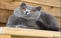 British Shorthair cats for sale: Beautiful kittens  - Image 16