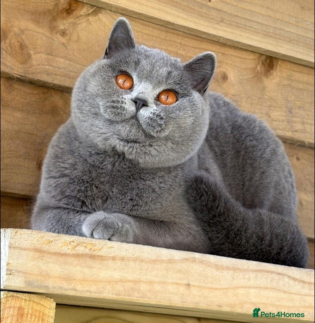 British Shorthair cats for sale: Beautiful kittens  - Image 16
