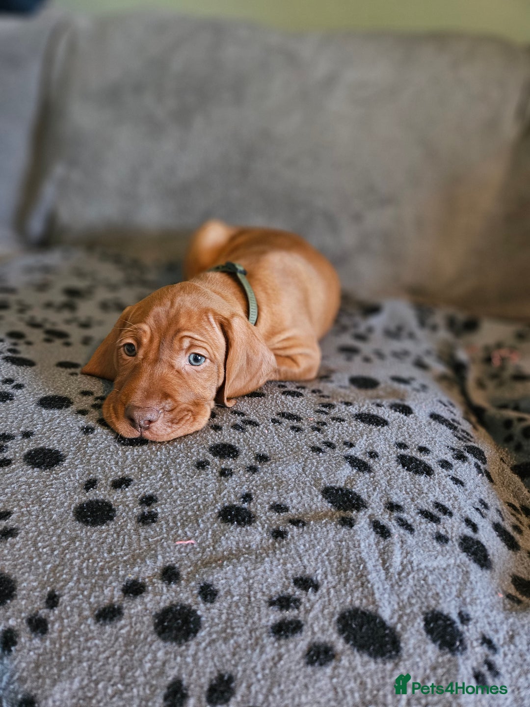Hungarian Vizsla dogs for sale: 🏆🇭🇺 KC Registered Hungarian Vizsla Pups - Advert 28