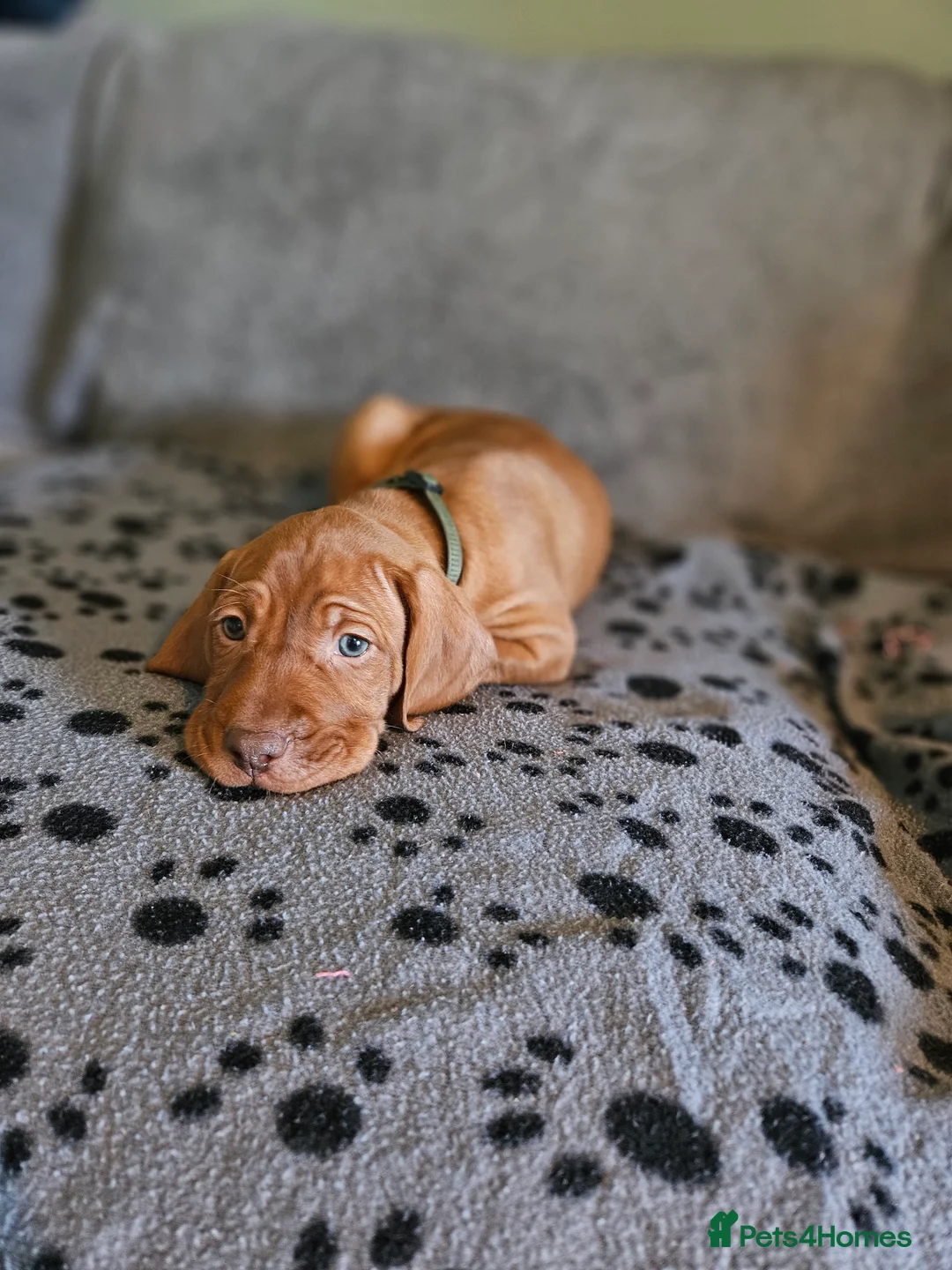 Hungarian Vizsla dogs for sale: 🏆🇭🇺 KC Registered fully trained HungarianVizsla - Advert 30