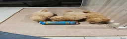 Maltipoo dogs for sale: Maltipoo F1 Toy Size, KC Parents, DNA Tested Clear - Advert 24