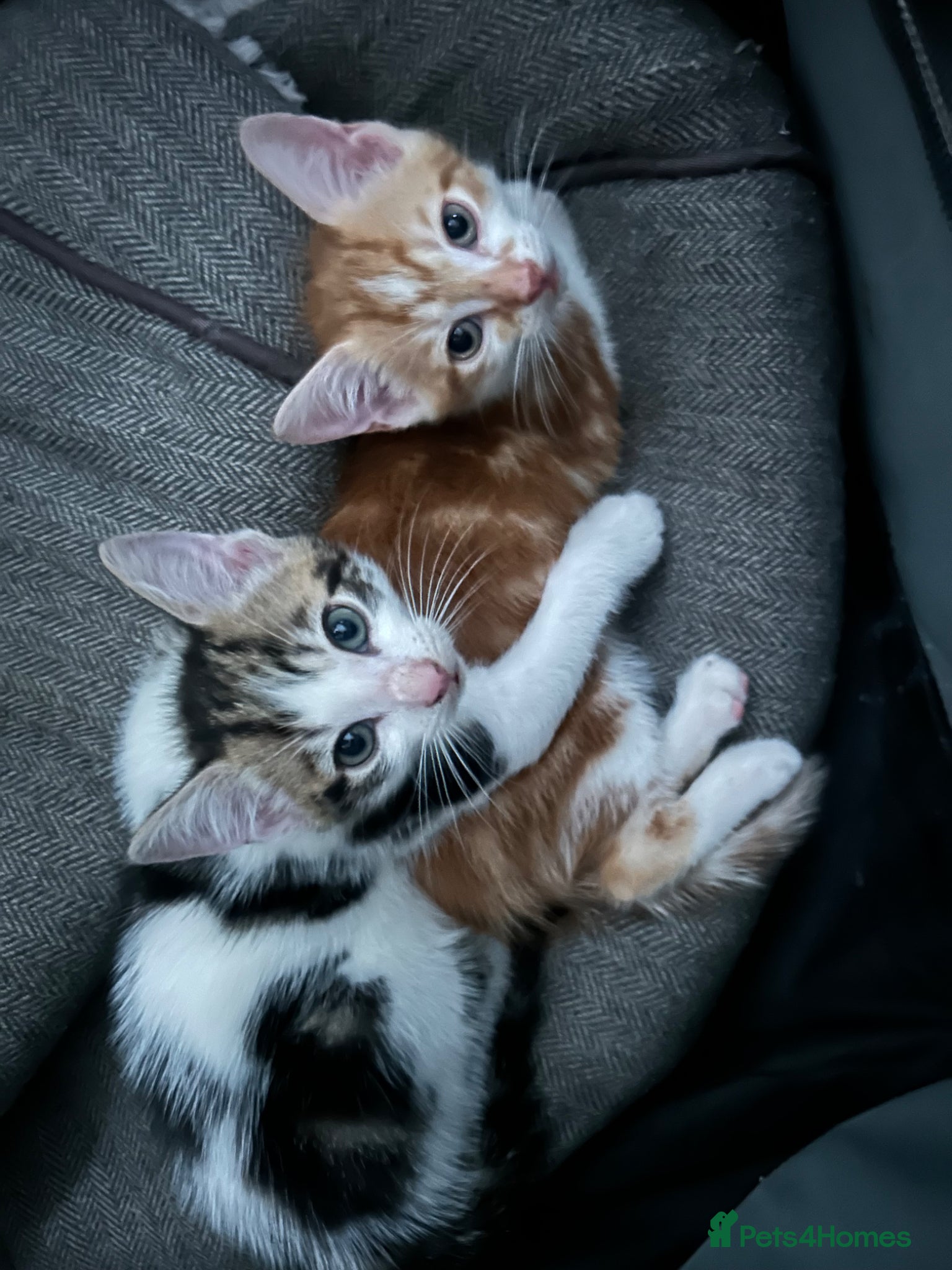 Mixed Breed cats Two gorgeous boy kittens ready to leave  - Advert 10