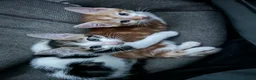Mixed Breed cats for sale: Two gorgeous boy kittens ready to leave  - Advert 6