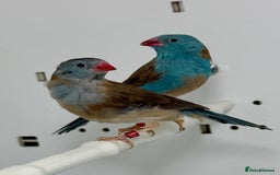 Finches birds for sale: Blue-capped cordon-bleu finches - Advert 3