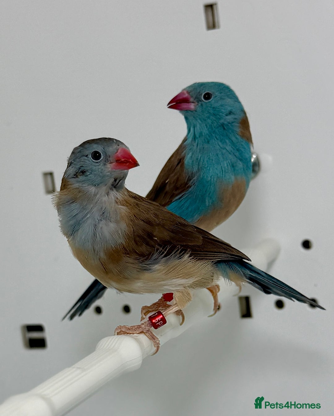 Finches birds for sale: Blue-capped cordon-bleu finches - Advert 3