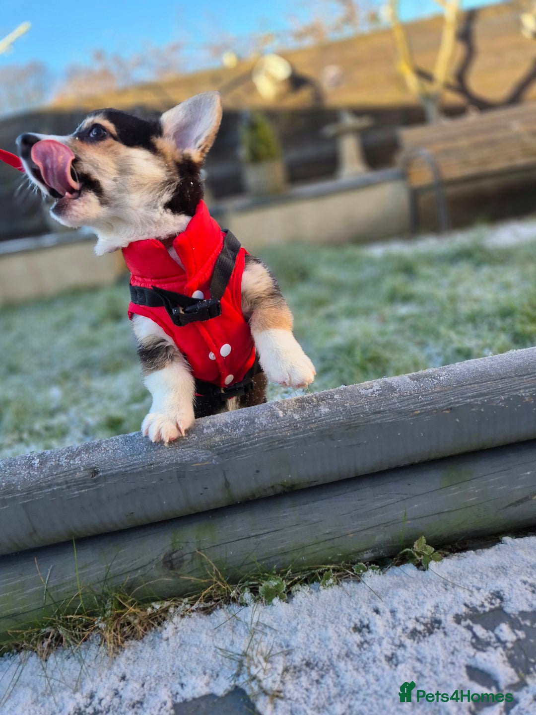 Welsh Corgi Pembroke dogs for sale: Kc reg 2 girls remaining bob & longtail - Advert 12